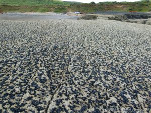 Mussels, limpets, and barnacles growing on limestone at Fall Bay