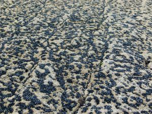 Mussels, limpets, and barnacles growing on limestone at Fall Bay