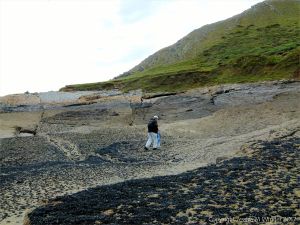 Mussels, limpets, and barnacles growing on limestone at Fall Bay