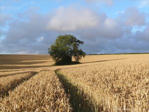 A clump of trees amidst the wheat