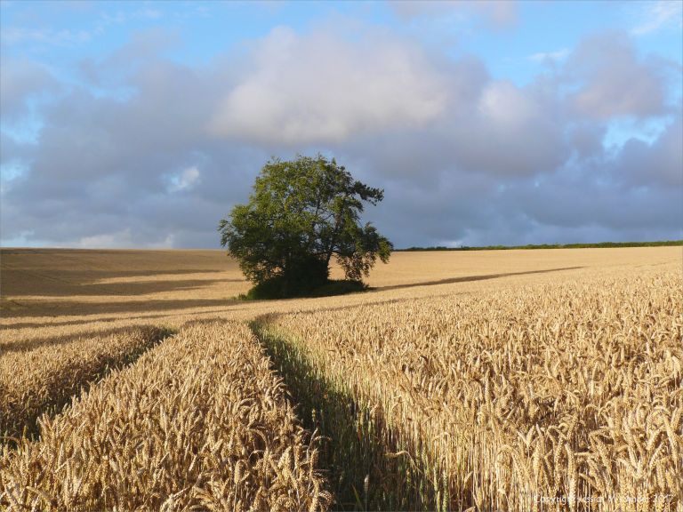 A clump of trees amidst the wheat