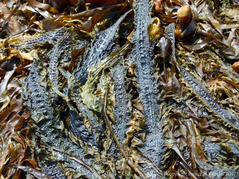 Kelp seaweed textures and patterns in the strandline