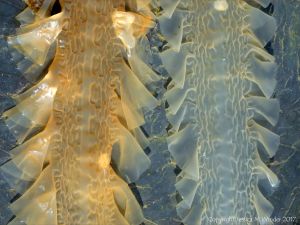 Kelp seaweed textures and patterns in the strandline