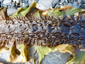 Kelp seaweed textures and patterns in the strandline