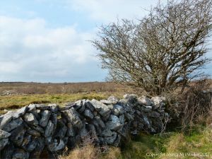 Dry stone walls on The Burren