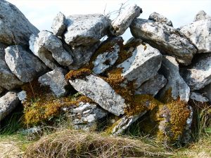 Dry stone walls on The Burren