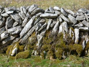 Dry stone walls on The Burren
