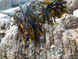 Errisbeg Townland Granite at Dogs Bay