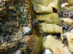 Contrasting igneous rock types at Dogs Bay