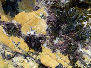 Seaweed and molluscs on yellow rock