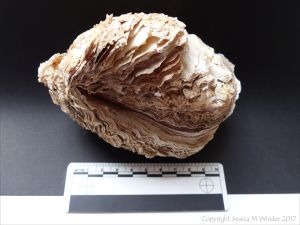 Thick Shell of Crassostrea gigas