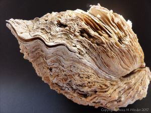 Thick Shell of Crassostrea gigas