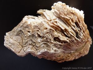Thick Shell of Crassostrea gigas