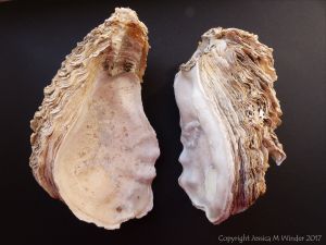 Thick Shell of Crassostrea gigas