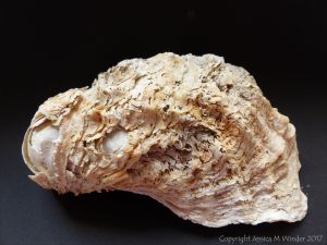 Thick Shell of Crassostrea gigas