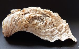 Thick Shell of Crassostrea gigas