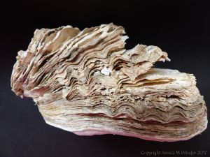 Thick Shell of Crassostrea gigas