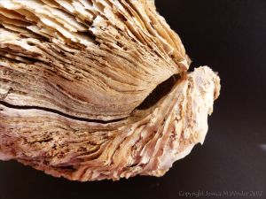 Thick Shell of Crassostrea gigas