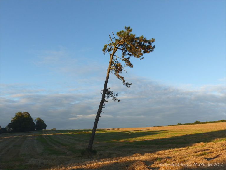 Lonely pine tree in a harvested wheat field