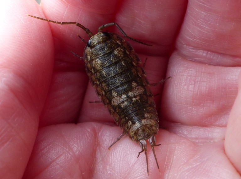 Ligia oceanica Linnaeus