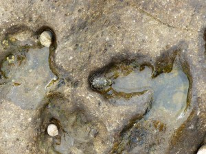 Sea Slater or Bilge Bug on the rocks