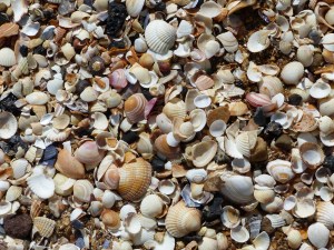 Seashells on the beach at Swansea Bay