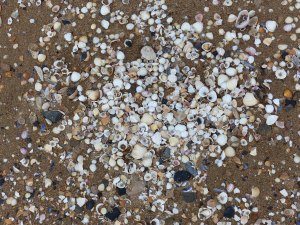 Seashells on the beach at Swansea Bay