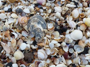 Seashells on the beach at Swansea Bay