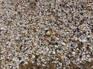 Seashells on the beach at Swansea Bay