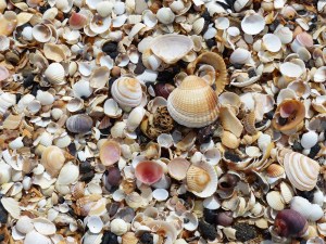 Seashells on the beach at Swansea Bay