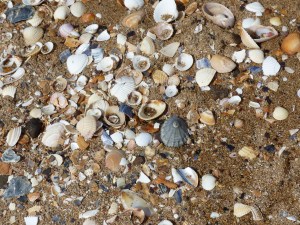 Seashells on the beach at Swansea Bay