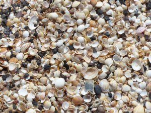 Seashells on the beach at Swansea Bay