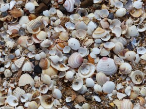 Seashells on the beach at Swansea Bay