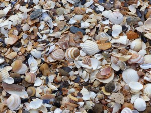 Seashells on the beach at Swansea Bay
