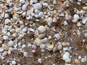 Seashells on the beach at Swansea Bay