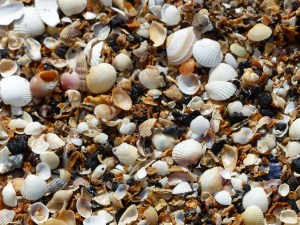Seashells on the beach at Swansea Bay