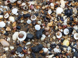 Seashells on the beach at Swansea Bay