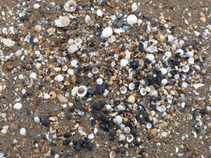Seashells on the beach at Swansea Bay