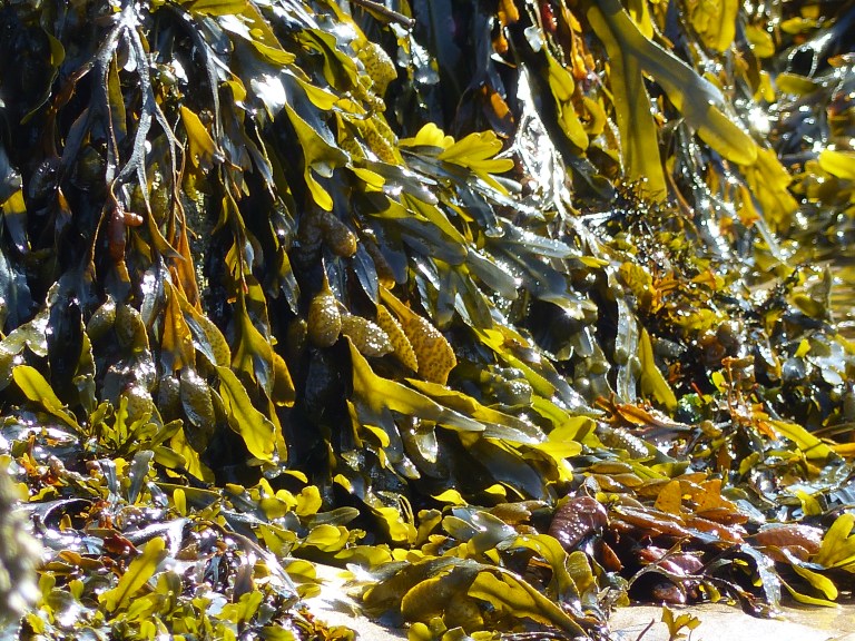 Sunlight shining through fronds of seaweed