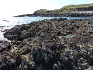 Dry seaweed on Spaniard Rocks