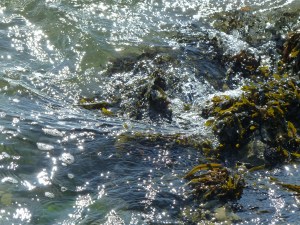 Sparkling waves splashing seaweeds on rocks