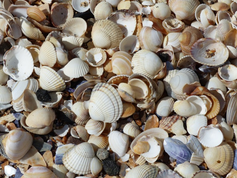 Seashells on the beach at Swansea Bay