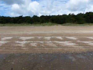 Shells drift lines on the beach