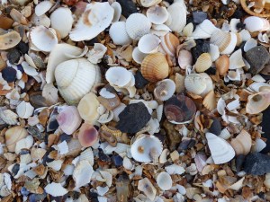 Seashells on the beach at Swansea Bay