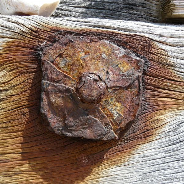 Rusty iron fitments on a wooden breakwater on the seashore