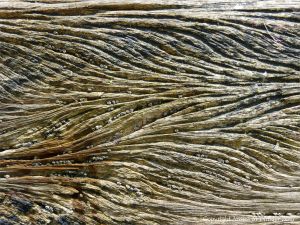 Curvilinear ridges and grooves with barnacles in water-worn timber of an old breakwater