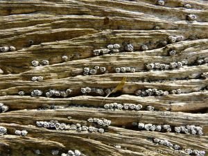 Ridges and grooves with resident barnacles in water-worn timber of an old breakwater