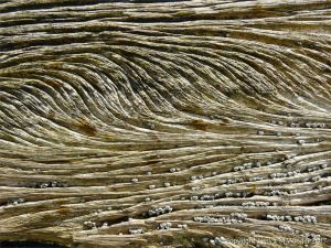 Curvilinear ridges and grooves in water-worn timber of an old breakwater