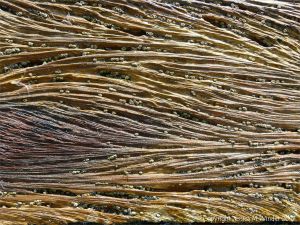 Curvilinear ridges and grooves in water-worn timber of an old breakwater