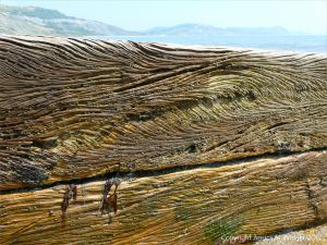 Curvilinear ridges and grooves in water-worn timber of an old breakwater